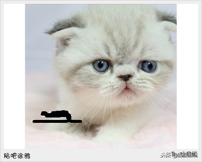 养猫新手买猫注意什么,新手养猫和买猫的注意事项