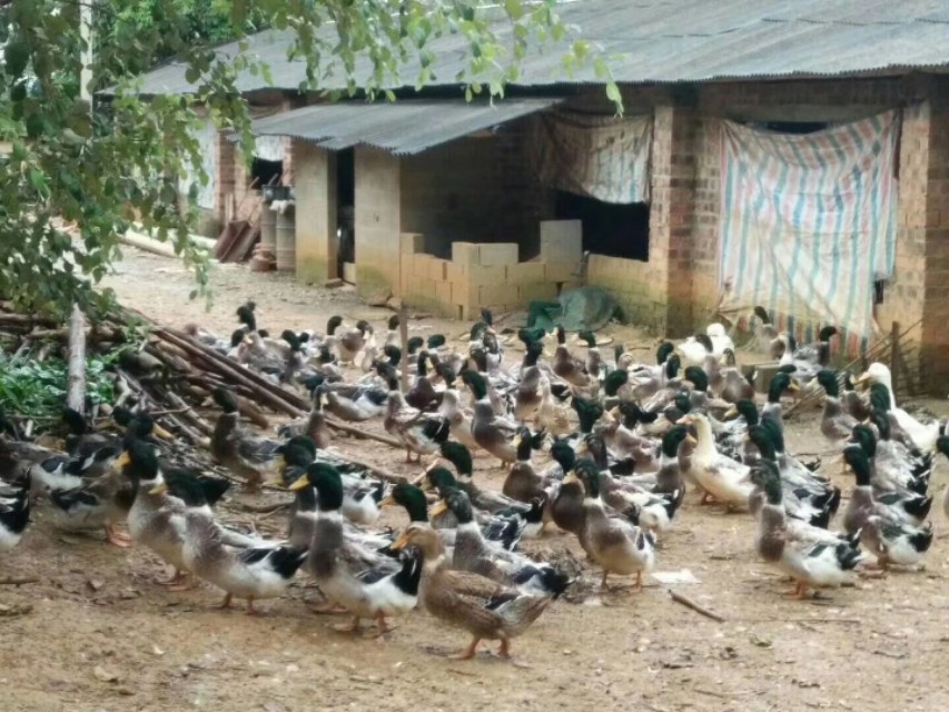 番鸭细小病毒表现,番鸭细小病毒病解剖图