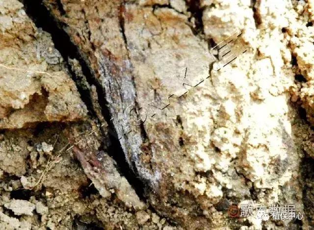 几种果树根部病害的症状识别与防治