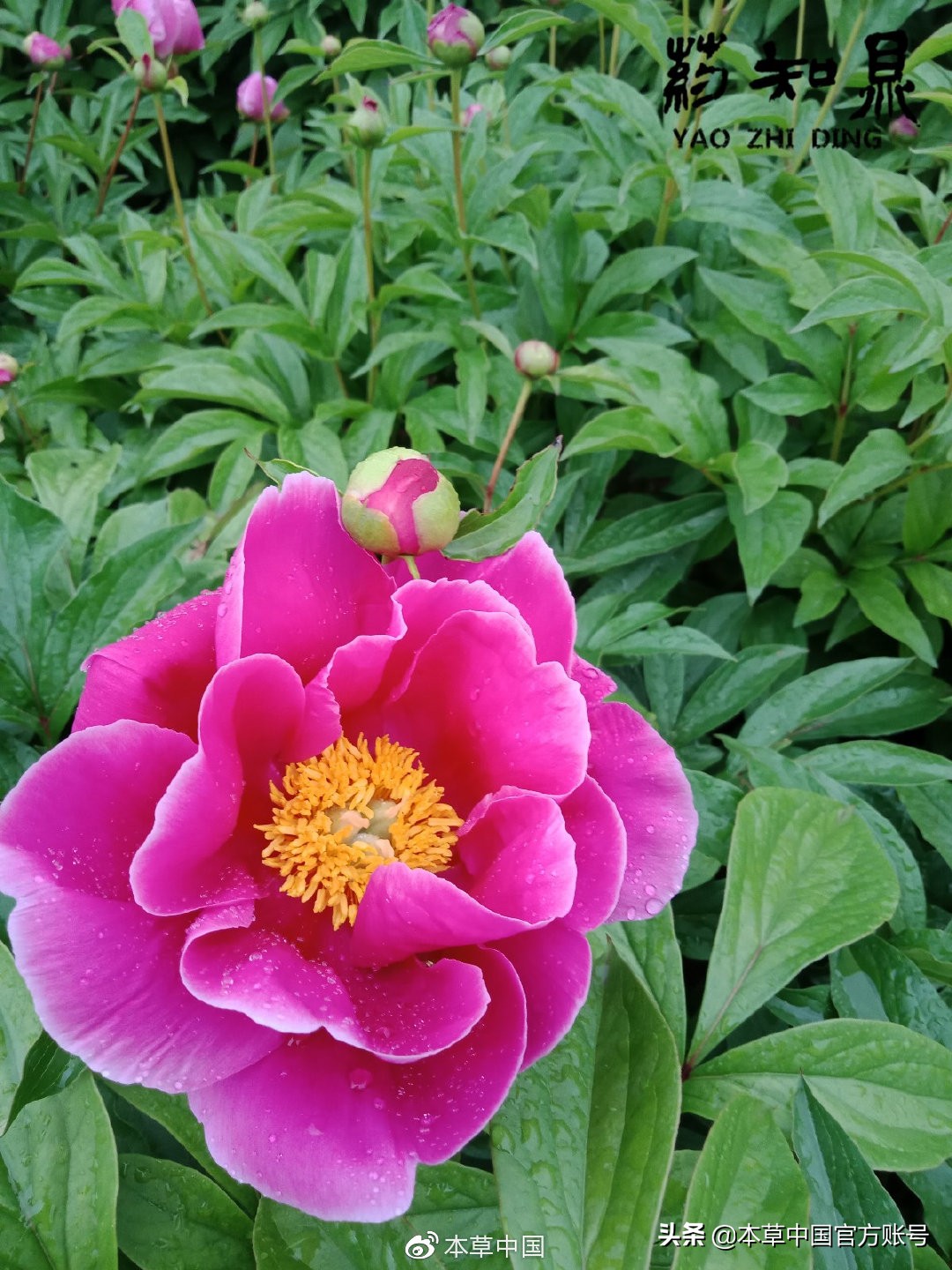 【本草百科·药知鼎——白芍】朵腴花硕，不止于美丽的外表