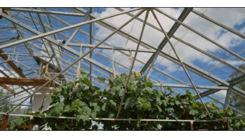 耗费十余年打造透明“自然屋”,瑞典爸爸终与自闭症儿子和解