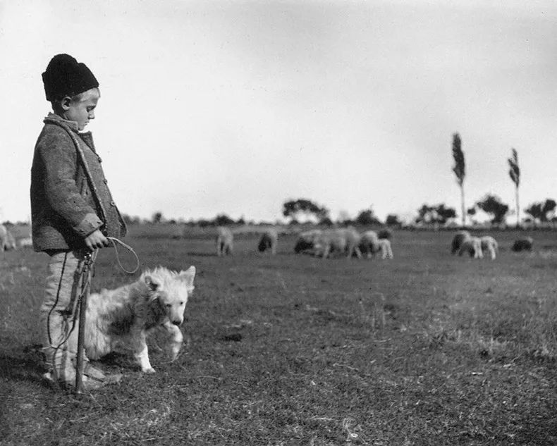 犬的记忆｜世界摄影经典