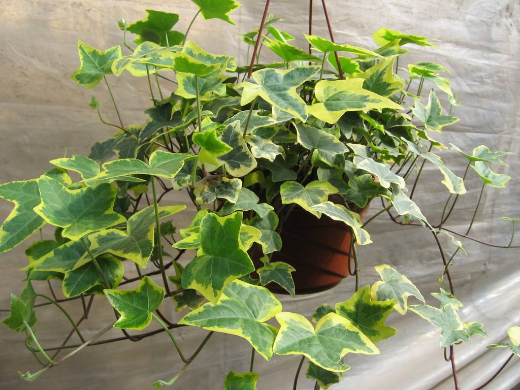 人养花花养人养花养出好心情,适合家养的盆栽花卉大全