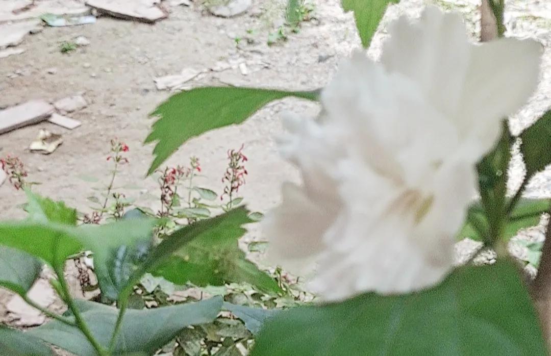 人生就应该大胆吹牛,现实社会要学会吹牛