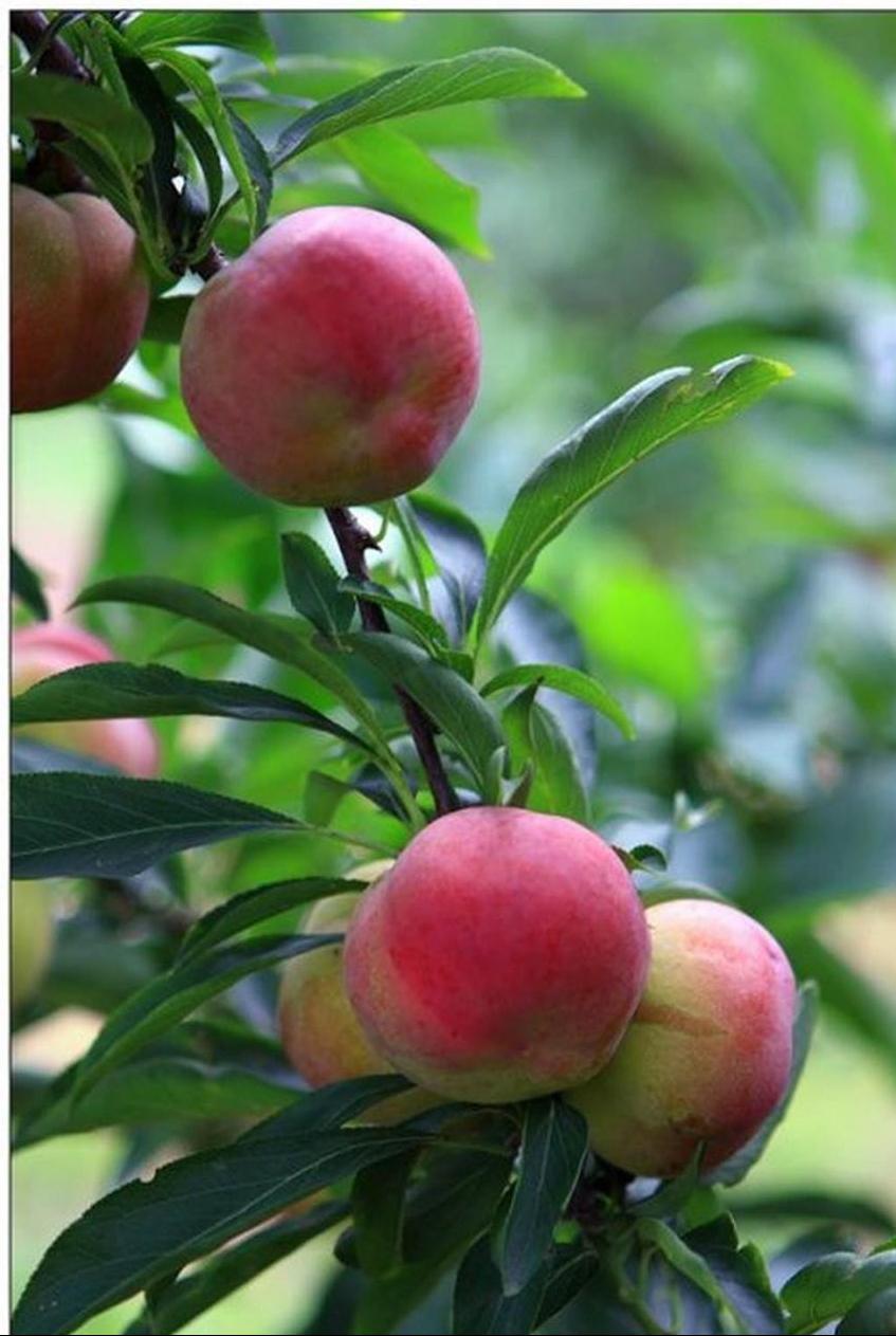 百种味道的果子,百种果实图片