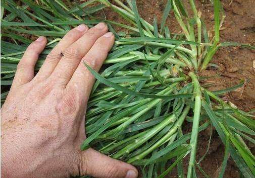 地里牛筋草和杂草怎么除掉,除牛筋草最好的除草剂