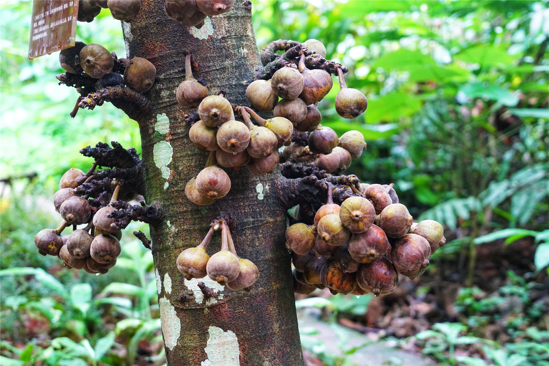 热带雨林丛林深处望天树图片,热带雨林中的望天树