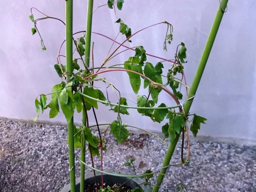 铁线莲春季萌芽后肥水管理,铁线莲大苗春季换盆的正确方法