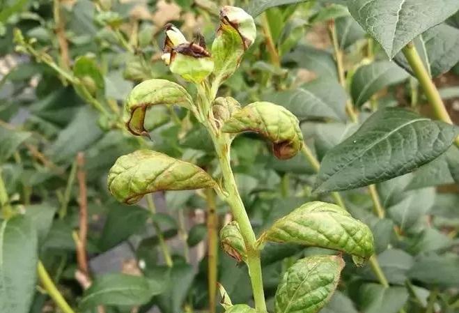 蓝莓树日常养护用什么药预防虫害,蓝莓蓟马虫害叶片症状