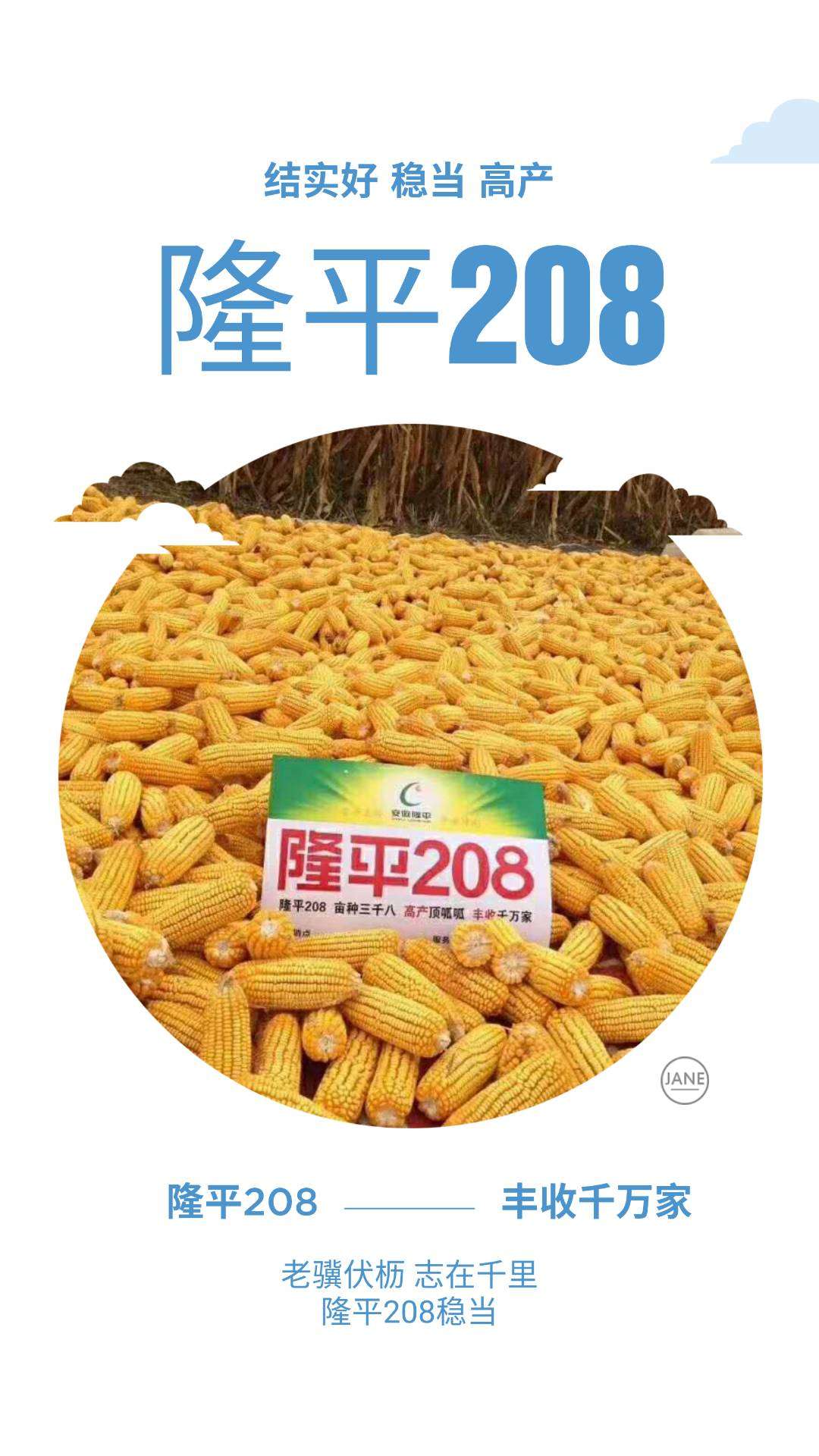 隆平208产量顶呱呱,隆平208玉米品种株高