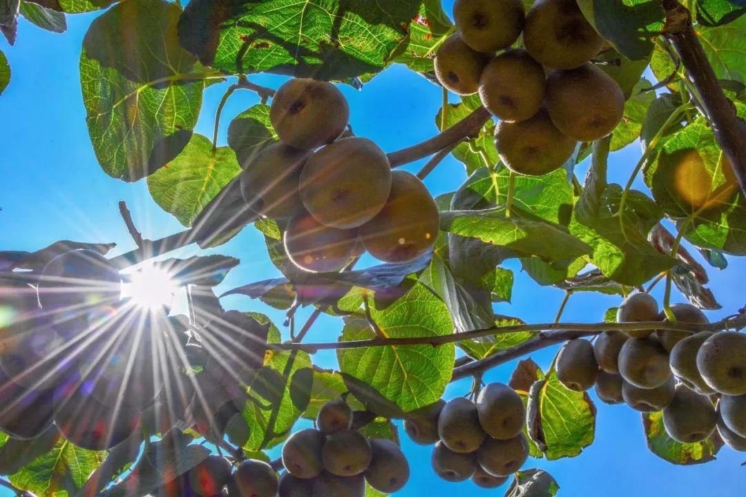 出口迪拜的猕猴桃,猕猴桃出口