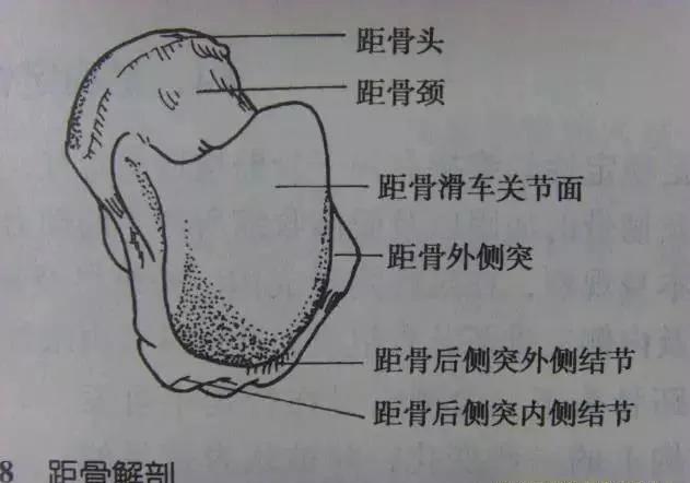 特殊骨折类型,特殊骨折体征