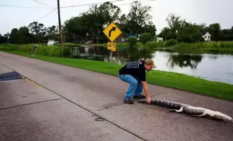 美国本土的“鳄了吗”：你敢买，却不一定敢吃