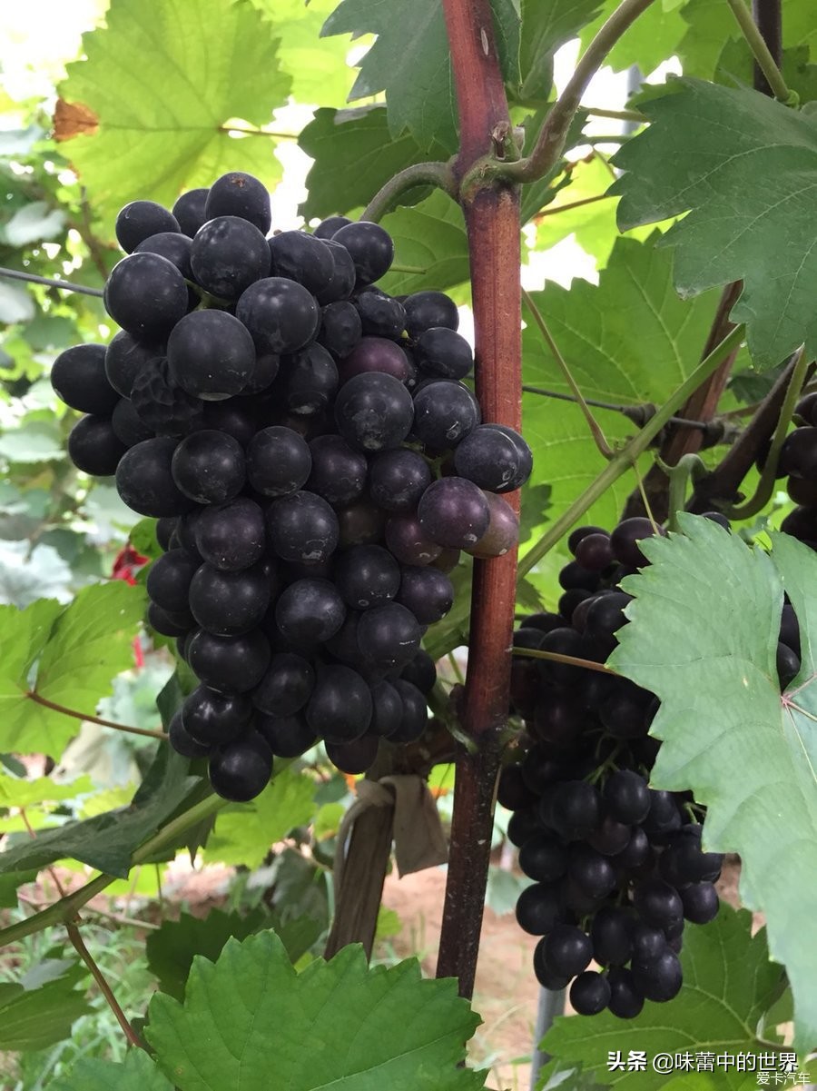 安徽池州枞阳县特产,池州有什么特产和好吃的