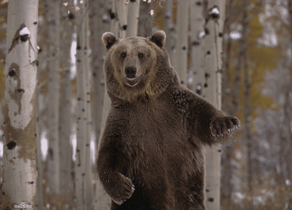 内蒙古棕熊受伤视频,棕熊为什么会被袭击
