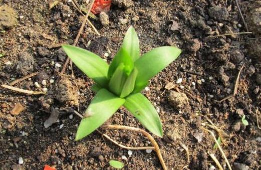 懒人盆栽生姜的种植方法,生姜盆栽到底是深埋还是浅埋