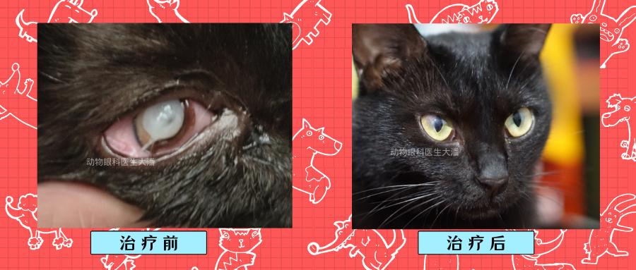 猫咪眼睛穿孔滴什么药,猫咪角膜穿孔