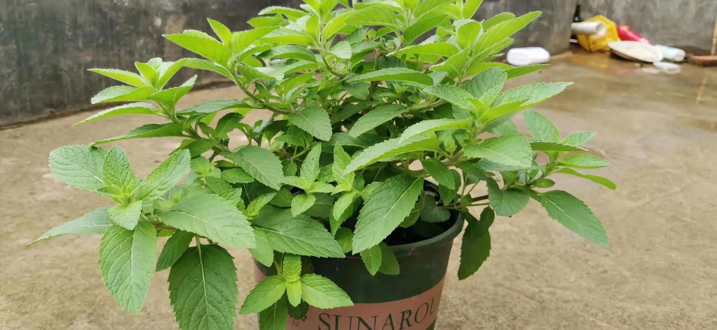 室内养薄荷绿植的好处,适合在家养的薄荷植物