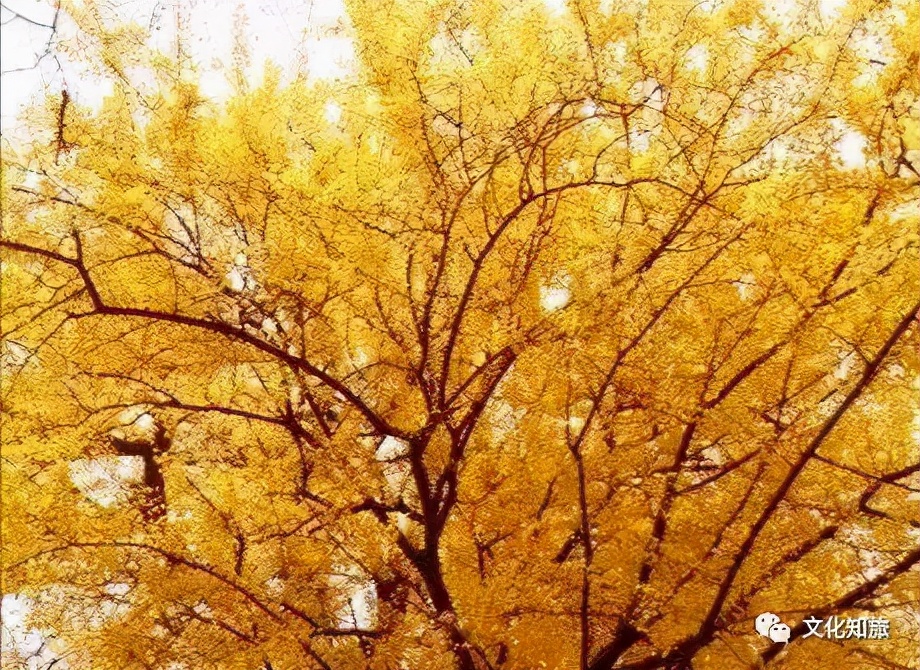 千年上海,千年朱家角