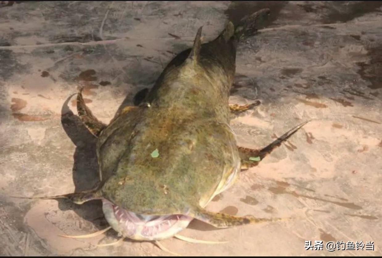 珠江有一种像刀一样的鱼,珠江300斤以上的鱼
