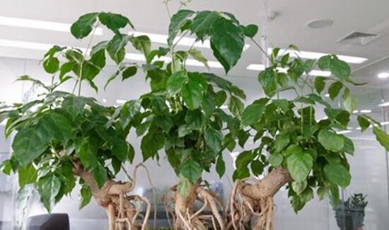 幸福树烂根补救方法,幸福树烂根了怎么补救