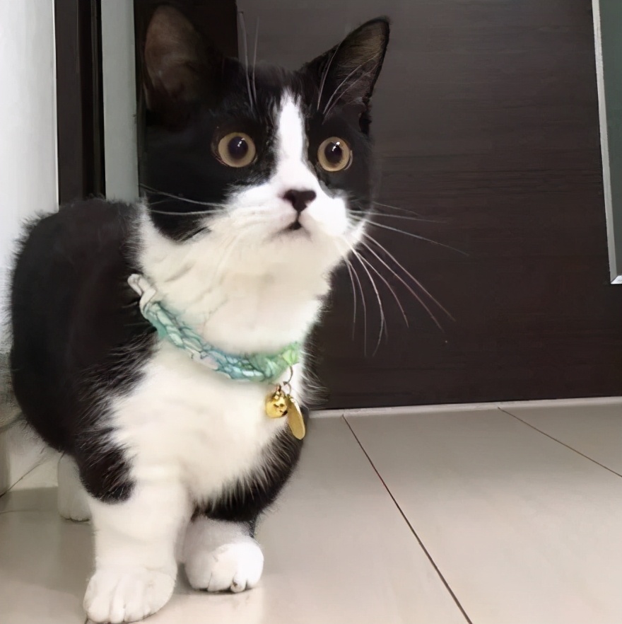 最好养的猫奶牛猫,奶牛猫受欢迎