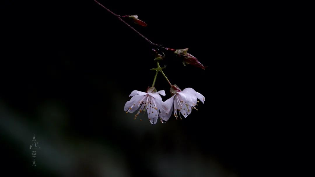 四明山龙观山,四明山国家森林公园樱花
