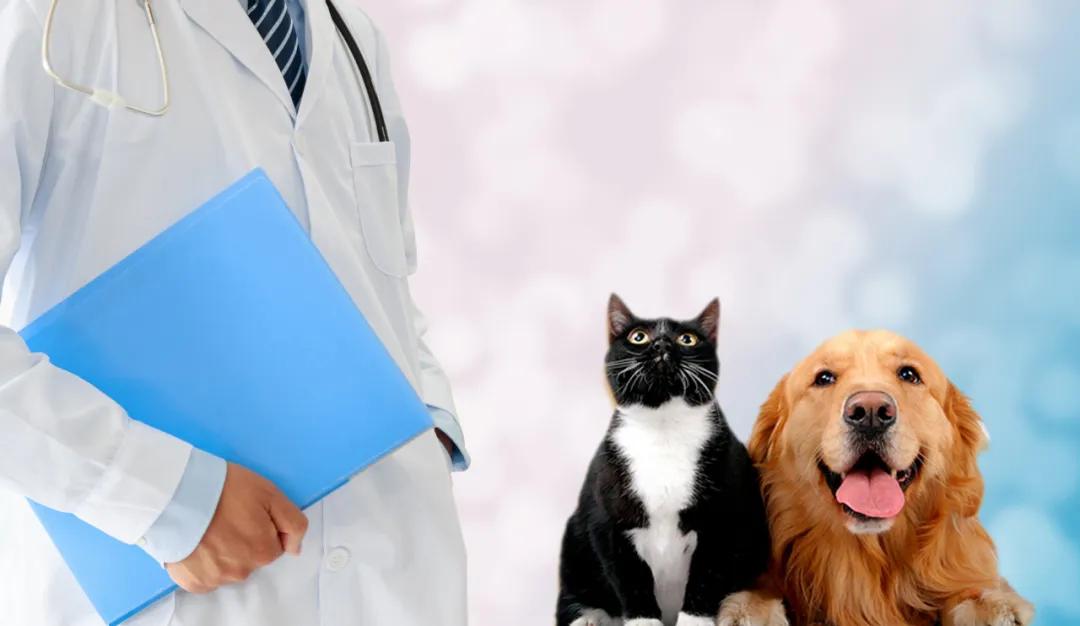 给狗看病太贵放弃治疗,给狗狗看病没效果花了几千