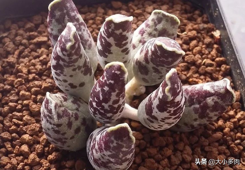 水泡海豹和粉海豹,水泡海豹种类大全大图