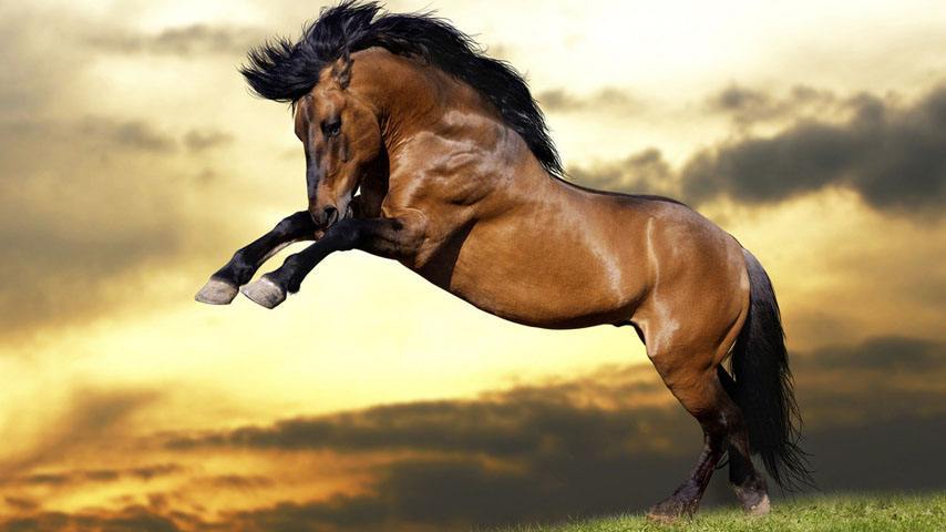 阿迪篮球鞋为什么陨落,阿迪篮球鞋是从何时开始变平庸的