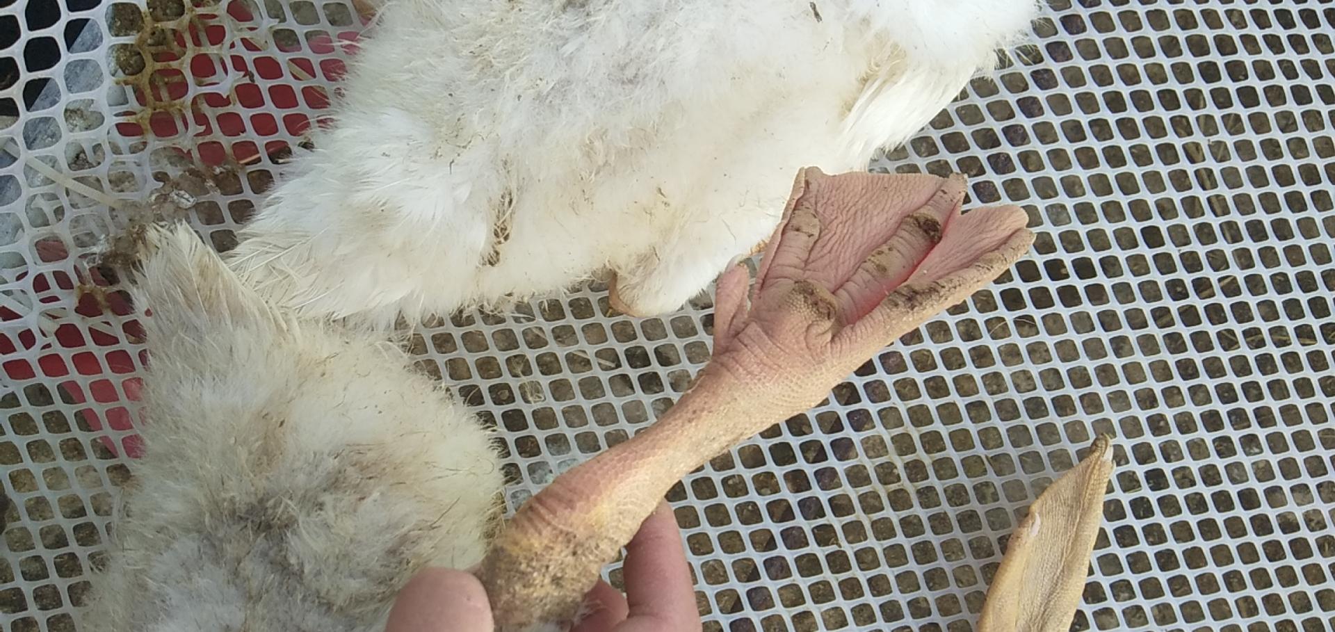 鸭子突然脚瘫了怎么治愈,鸭子突然腿瘸了怎么治疗啊