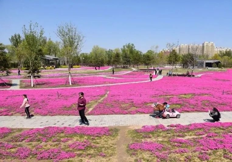 附近免费景点踏青网红打卡地,北京周边的四季花海