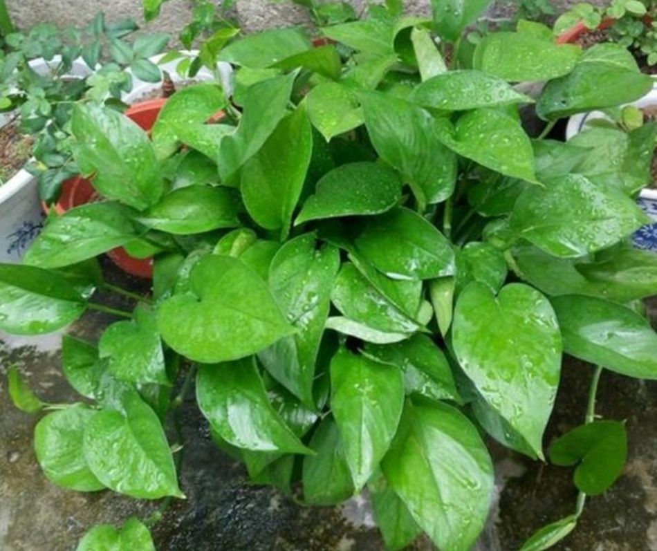 绿萝不长藤怎么办,绿萝不长叶的枝怎么处理