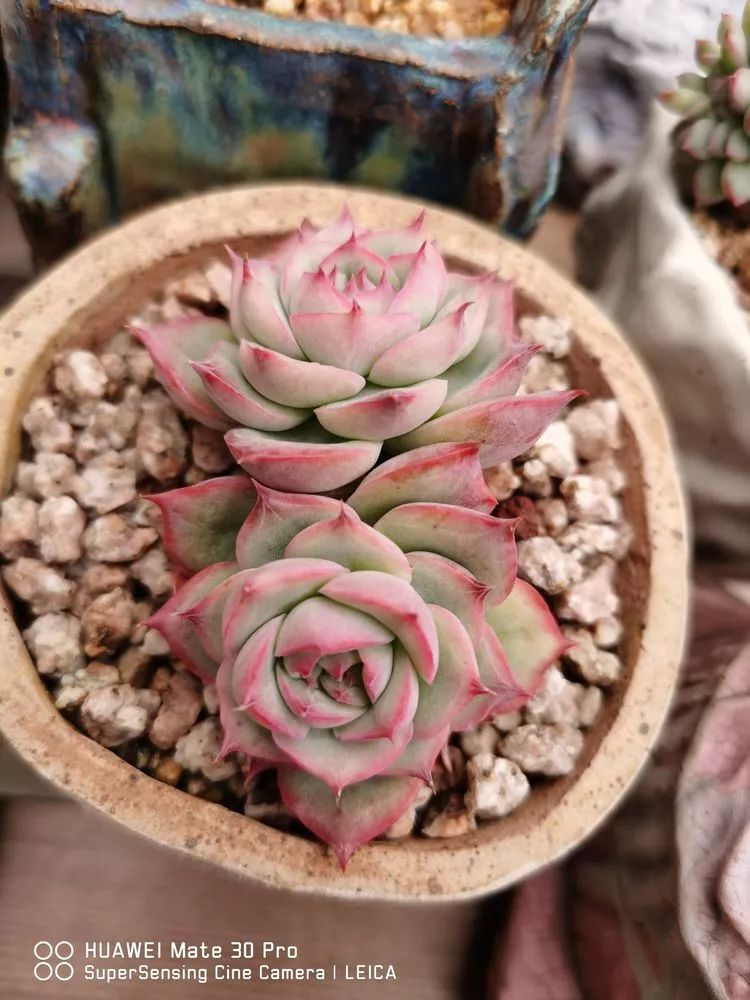 冬日如何更好地养多肉,冬天可以户外养护的多肉