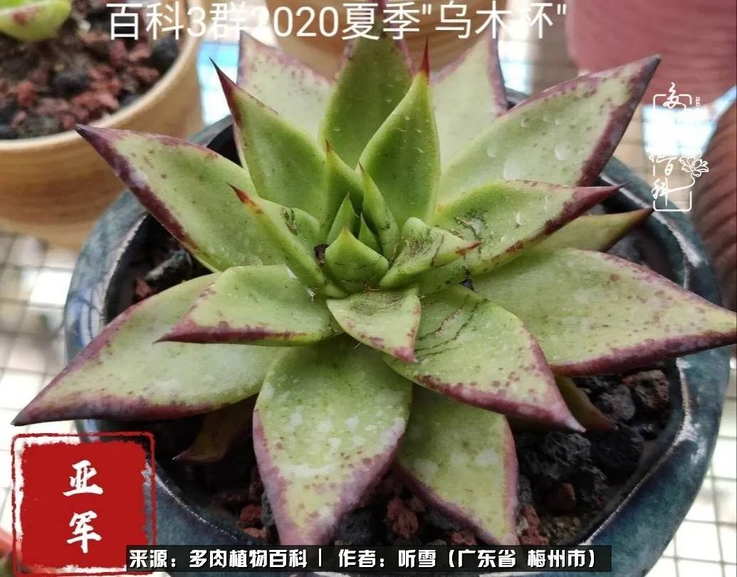 爱上多肉精致生活,爱上多肉我们的减压法宝