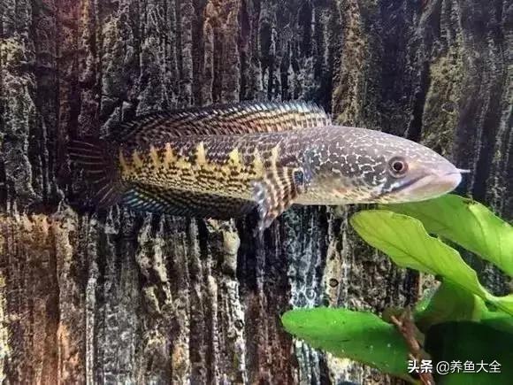 养鱼大神都养什么鱼,鱼缸养鱼都有哪些鱼