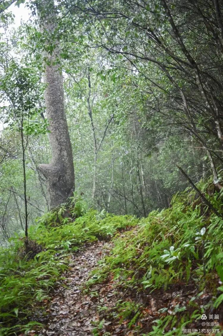 泰顺葛洋陶氏三兄弟修建的三条古道，等你来打卡～