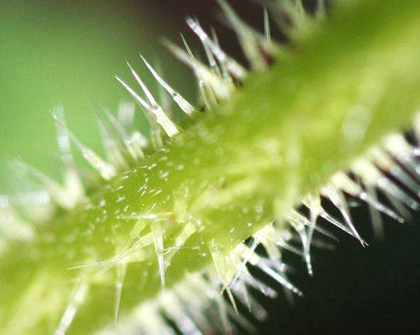 中草药荨麻的功效,荨麻疹有什么中草药可以治疗