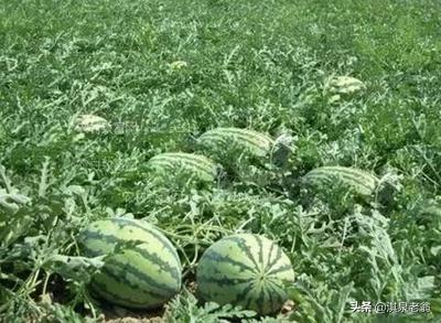 西瓜出现畸形瓜的原因,西瓜裂果的原因与预防