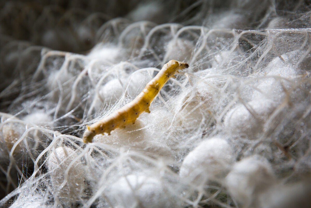 蚕怎么生活的,蚕一生都是不停的吃吗