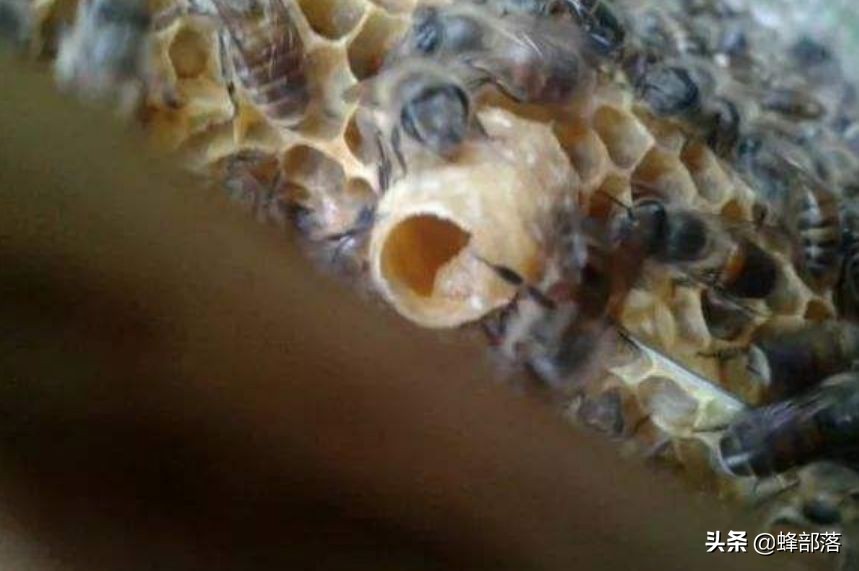 土养蜂怎么治疗巢虫,土蜂工蜂产卵最好解决方法