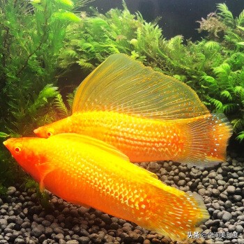 易养的热带观赏鱼有哪些,好养耐活的热带观赏鱼都有哪些