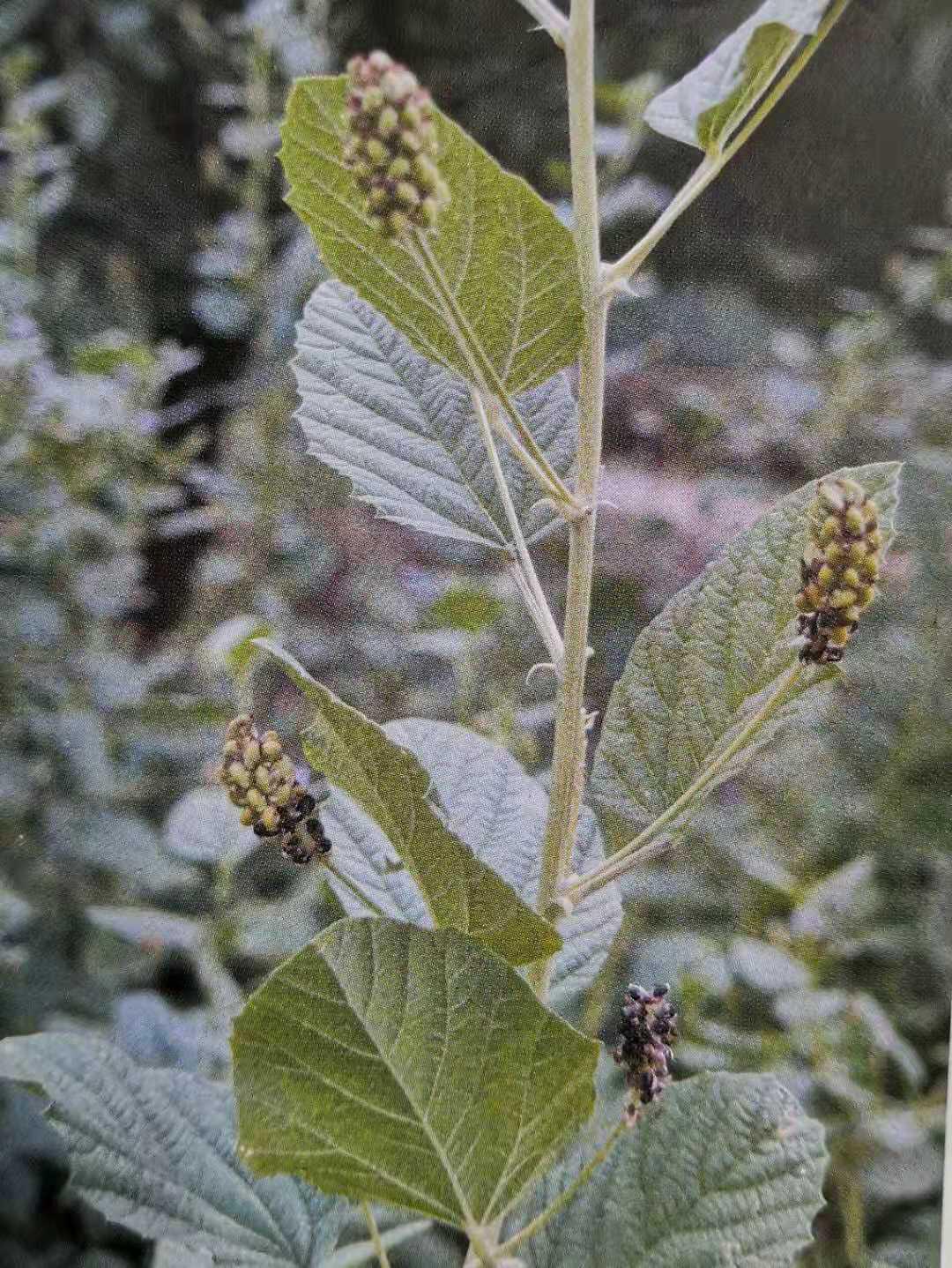 补骨脂可以补骨头吗,骨碎补和补骨脂哪个补骨效果好