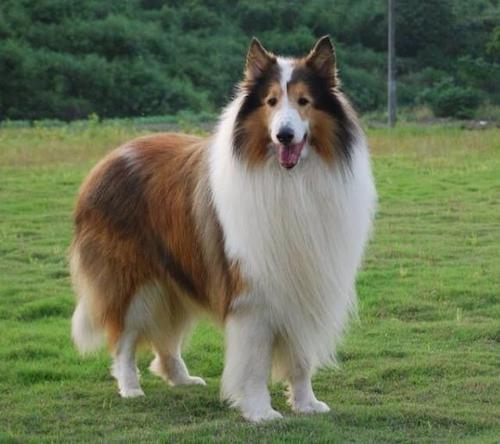 喜乐蒂和苏格兰牧羊犬哪个好,喜乐蒂与苏格兰牧羊犬区别