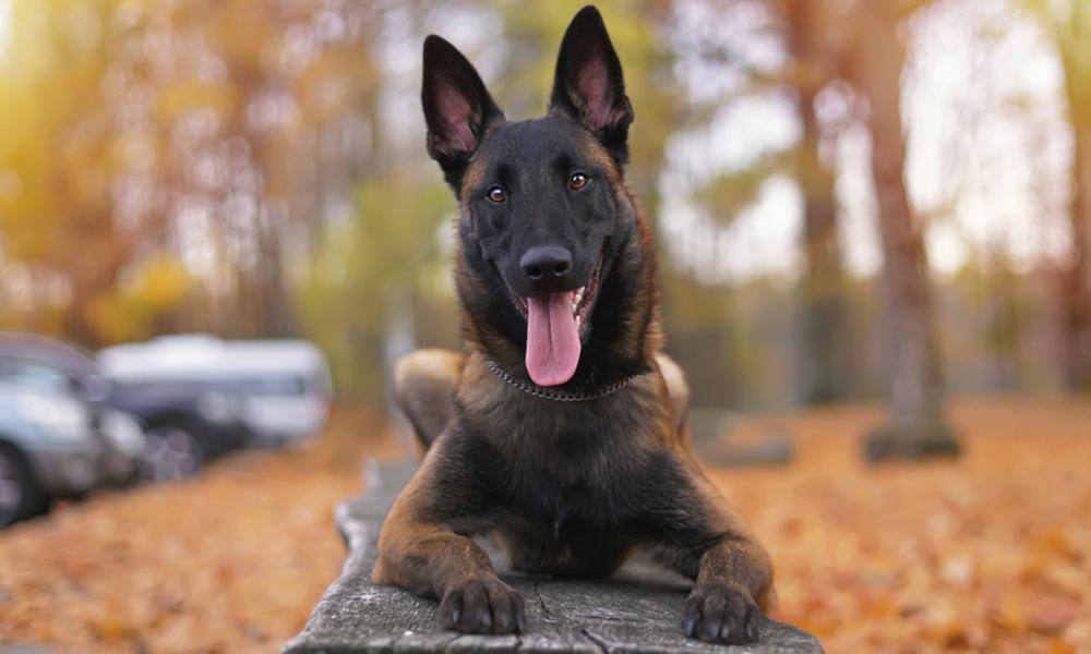 这8种狗省心又好养,这6种狗超难养养好一半就是大神