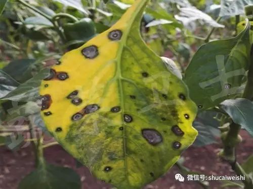 辣椒叶长黄锈斑,辣椒叶上长的黄斑怎么治