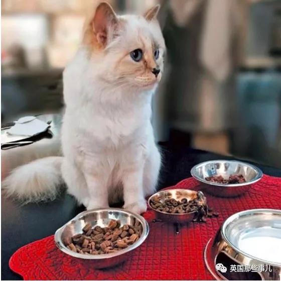 老佛爷的猫继承多少遗产,老佛爷去世后财产留给了一只猫