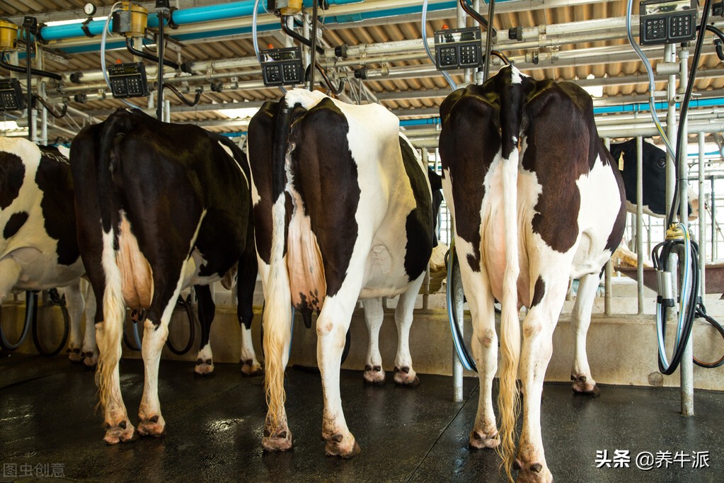 奶牛蹄疣的发病原因,奶牛乳头病