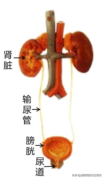 一招判断是不是尿路感染,一招判断自己是否有尿路感染