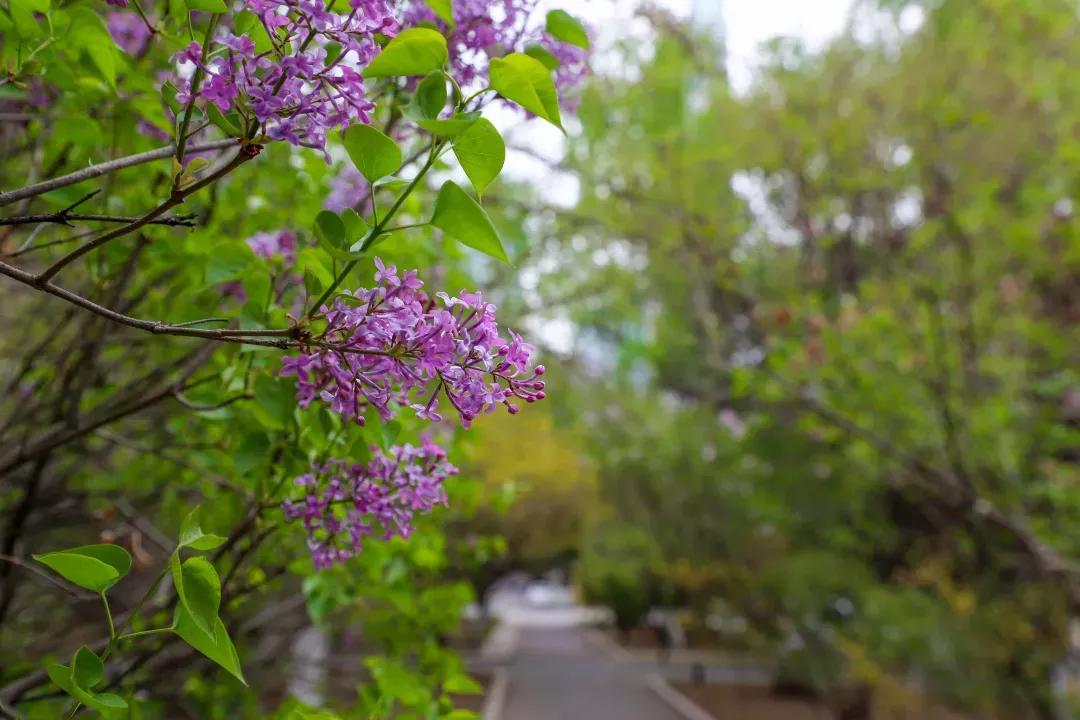 辽宁大学和鲁迅美术学院,辽宁省鲁迅美术学院是985吗